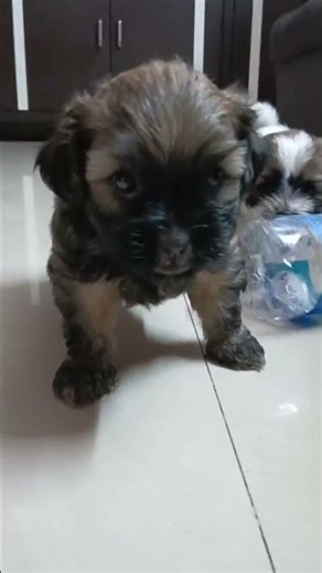 Cute Puppy Moments – Must Watch Dog Lovers! 🐾Cute Doggies Playing Together –So Lovely! ❤️#shortsfeed