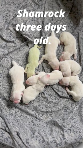 30K views · 438 reactions | Shamrock, a rare green puppy, was born with her white fur stained by biliverdin. She is a little on the small side, but she is healthy and happy! #goldenretrieverpuppy #goldenretriever #pet #petsofinstagram #biliverdin #green #greenpuppy #puppies #shamrock | Golden Treasures Kennel | Facebook