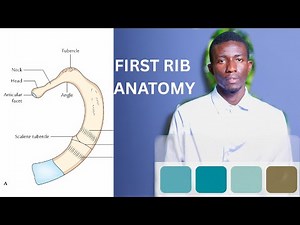 First Rib Anatomy MASTERCLASS 🔥 | Landmarks, Relations & Clinical Pearls (Doctor Explains)