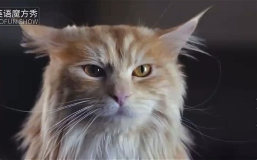 【英语配音】活得像狗才幸福 - Be More Dog