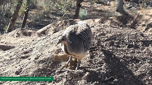 498K views · 336 reactions | It’s a good year for endangered...