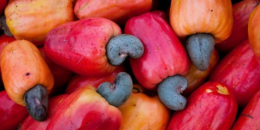 Why cashew nuts are one of the most expensive nuts on the market