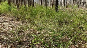 16K views · 163 reactions | DEEP Forester David Irvin is back to highlight invasive plant species, including multiflora rose and Japanese barberry. Invasive species are one of the greatest threats to wildlife, and David provides a few pointers on how to identify and manage these invasive plants. | Connecticut Fish and Wildlife | Facebook