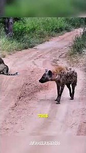 Most Shocking Animal Moments Caught on Camera 😱 #animalmoments #shockinganimals #youwontbelieve