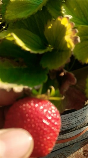 #strowberry #froot #farming #gardening #viral #nature