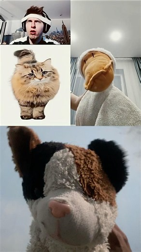 Cat dog duck boy fly #funny #memes