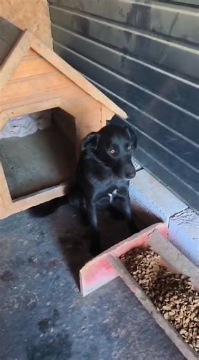 ❤️Nala, une maman courageuse à la recherche d’un foyer🙏❤️ Nala est sociable, douce et affectueuse Nala a survécu dans la rue avec ses 7 chiots où elle luttait contre le froid et la faim tout en les protégeant .. Gabriela l’a croisée sur son chemin et mise en sécurité au refuge. Ses bébés ont grandi.. maintenant elle aimerait avoir une famille qui prendra soin d'elle comme elle a pris soin d'eux 🥹 Sexe : femelle 🌸Age : 3.5 ans 🍥Entente chien : OK 🌸Entente chat: Pas de test possible 🍥Santé :