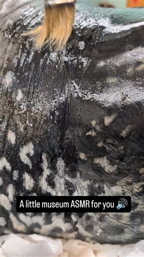 Behind the scenes with our fabulous technicians. Sound on for gentle brushing sounds. Melissa is gently cleaning this leatherback sea turtle model with a brush and water. You might recognize this model from our Marine Gallery, which has been hanging on display for decades. After a little TLC, this model will return to view in a new way. We're excited to show you later this month! #MNH #Turtle #SeaTurtle #Leatherback #LeatherbackSeaTurtle #ASMR #BehindTheScenes #NaturalHistoryMuseum #NaturalHisto