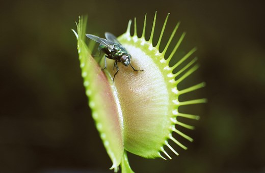 Venus Flytraps Really Can Eat All Your Bugs