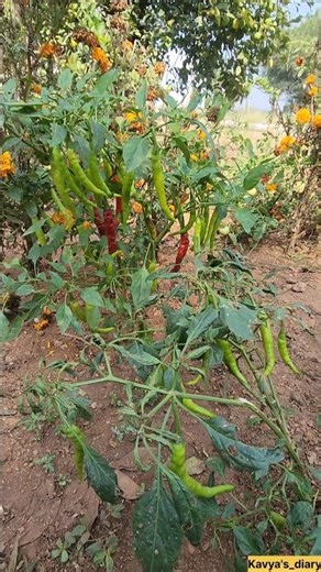 A beautiful small garden at my in-laws place, AP. #garden#chilli#lemon#eggplant#kavyasdiary#lovely