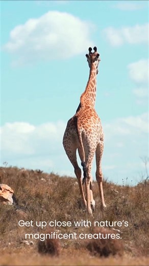 Get up close to nature's magnificent creatures. Let me help you plan your safari adventure. | Travel Point