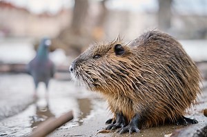Quelle est la différence entre un rat musqué et un ragondin ? Guide complet pour ne plus les confondre