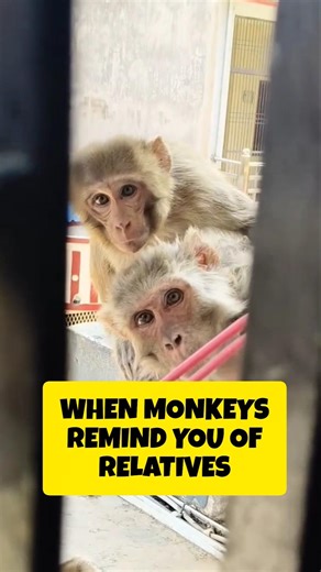 Spotted outside my window #shortsvideo #monkeys #shortvideos