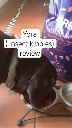 Elmo reviews YORA grain free insect protein kibble #dogshorts