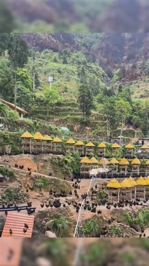 ఈ ఫారంలో ట్రైన్ కోళ్లకు భోజనం పెడుతుంది… ఎలా సాధ్యం?