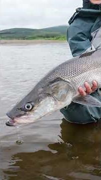 Sheefish on the Fly - Kobuk River, Alaska Fly Fishing