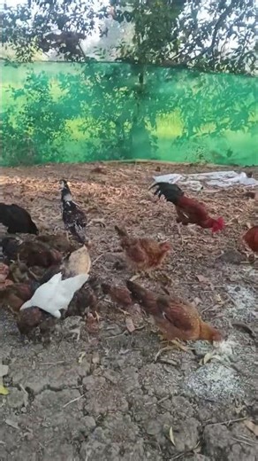 morning chiken feading(1080P_HD) #ayam #howtomakechickenchangezi #howtomakechickenchangezi #chicken