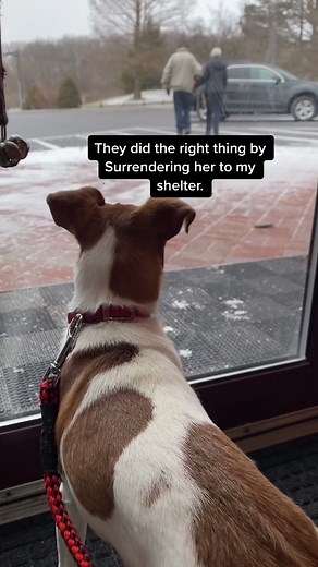 Surrendering a Jack Russell Terrier to a Shelter