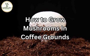 How to Grow Mushrooms In Coffee Grounds. Step By Step Guide - Simplify Gardening