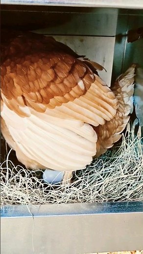 Watch Red Star Chicken Laying Her Egg 🥚