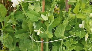 Garden pea plant Pisum sativum backdrop close up stock footage