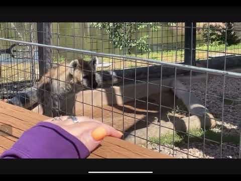 Relaxing video with zoo animals