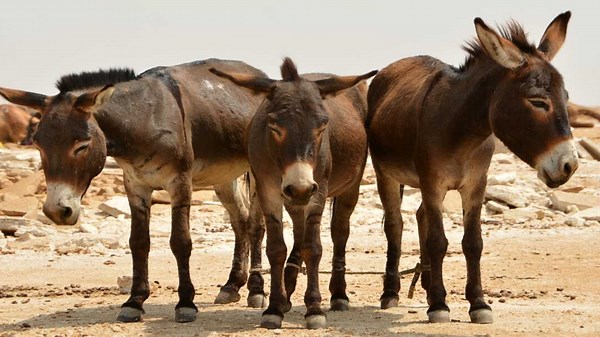 From Humble Animal to Billion-Dollar Asset The Donkey Revolution