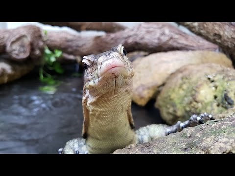 Monitor Lizard Greenhouse Enclosure