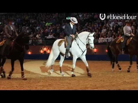 Portuguese Lusitanos at Olympia Horse Show