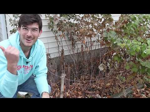 How to Prune Perennial Plants For Winter