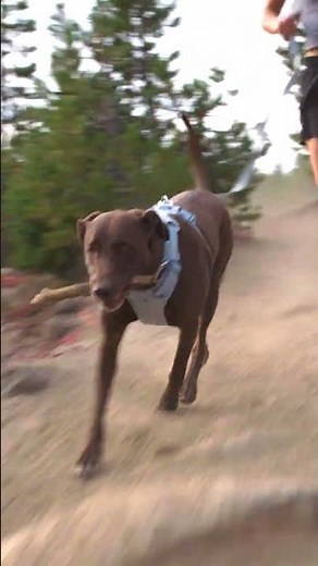 Run with the Front Range Flex Harness