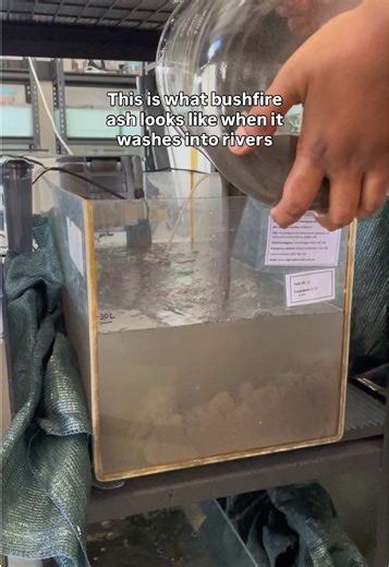 Impact of Bushfire Ash on Freshwater Fish Physiology