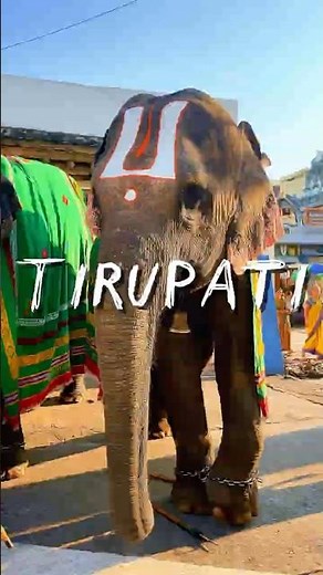 📍 Tirupati Balaji Darshan - Part 2 | Divine Blessings & Sacred Moments 🙏✨ #tirupati #minivlog