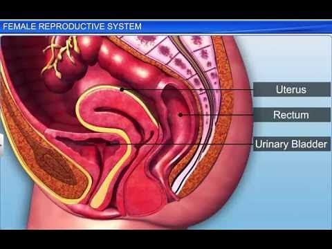 CBSE Class 12 Biology, Human Reproduction – 2, Female Reproductive System