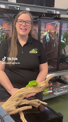 Discover the Giant Waxy Monkey Tree Frog