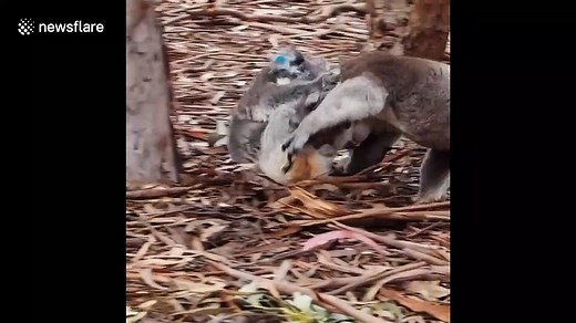 Insane moment KOALAS get into vicious brawl at Australian animal sanctuary - video Dailymotion