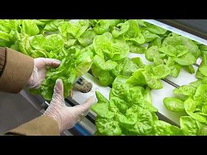 NFT System Hydroponic Lettuce