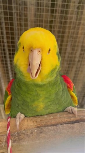 Yellow-headed Amazon Parrots: Chatty and Charming Companions