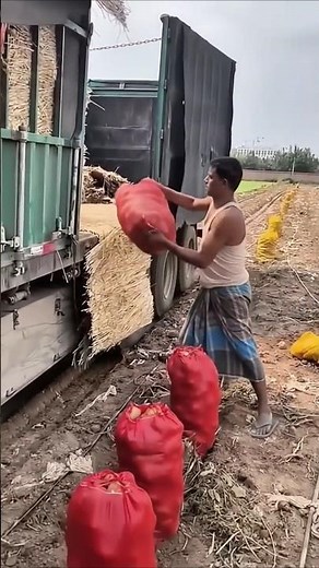 Potato Harvesting | From Field to Truck
