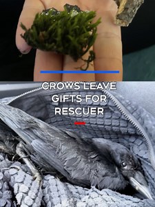 Crows Leave 'Thank You' Gifts for Rescuer