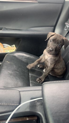 Presa Canario Puppy: Meet Pops the “Passenger Prince”