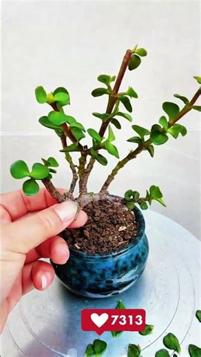 Pro Techniques Multi-Plant Layout 🌳🔗🧰