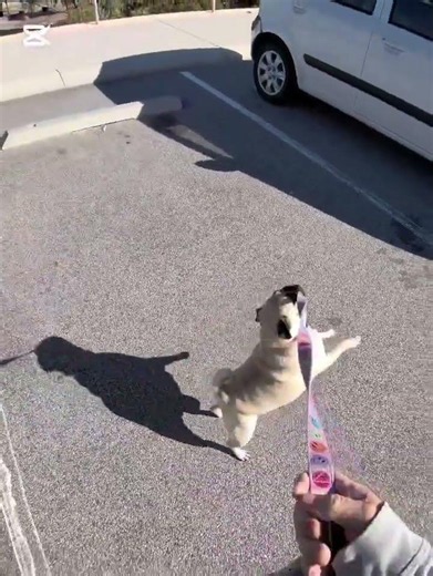 Suzie Gets Excited for a Trip to the Park! 🐶🚗