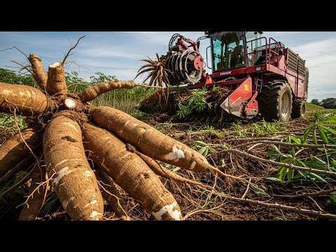 Inside Cassava Farming | Cultivation, Harvesting, and Processing Explained