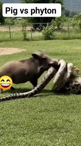 2.3K views | Python snaking for chicken not knowing what's coming  watch till the end 樂 a big fight between python and the  #monitization2025 #monitizationadsonreels #reelsviralfbviralシfypシ゚ #reelsfbシ #wildanimals | Ruth Mavundla | Facebook