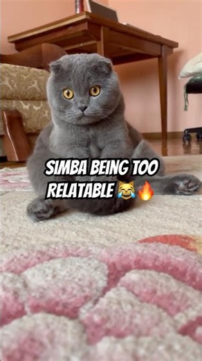 Simba the Cat Being Too Cute & Too Relatable 😹🔥 | Viral Cat Short
