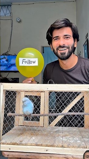 Budgie parrot sound #budgies #parrot #shorts #bird