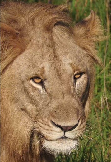 Los Animales Más Fascinantes de África