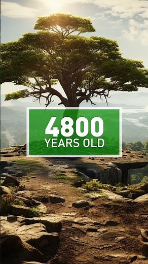 The Oldest Tree In The World Is Not The One We Thought