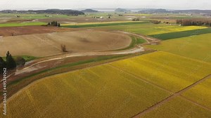Aerial Drone Tour Over the Beautiful Springtime Daffodil Fields of the Skagit Valley, Washington. Daffodils are one of the first flowers of spring, and after a long, cold winter.